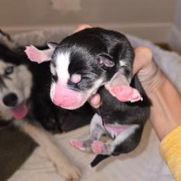 Male 1 - Black and white male Siberian Husky puppy in Canton, Georgia from Mayhemhuskies
