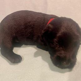 Oak (Red) - Black male Scottish Terrier puppy in Jefferson, North Carolina from McGuire’s High Country Terriers