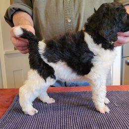 Poodle Puppies from Chapel Hill Poodles