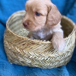 Australian Labradoodle Puppies from Salona- Australian Labradoodles of North America