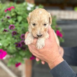 F1 Goldendoodle black collar - Apricot male Goldendoodle puppy in Rainier, Washington from Hanson’s NW Goldens & Doodles
