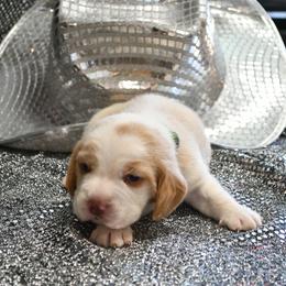 Ridge - Red and white male Beagle puppy in Viper, Kentucky from Mountain Top