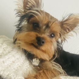 Bear - Yorkshire Terrier