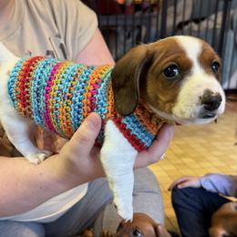 Dachshund Puppies from Cains River Valley Dachshunds