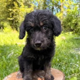 Calamity Jane (Mini Size) - Black female Bordoodle puppy in Mulino, Oregon from Korbella Farm