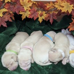 Ashley green collar - Cream female Dachshund puppy in Richmond, Virginia from Irresistible Dachshunds & Cavaliers