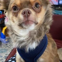 Chihuahua Puppies from B&D Chihuahuas