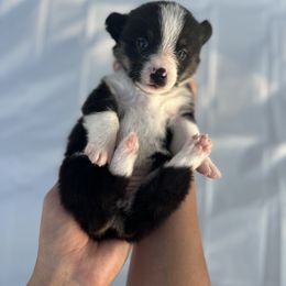 Pembroke Welsh Corgi Puppies from Courtlyn's Corgis