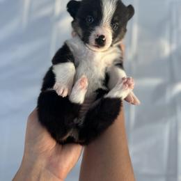 Pembroke Welsh Corgi Puppies from Courtlyn's Corgis