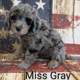 Goldendoodle, Golden Retriever, Labradoodle, and Labrador Retriever All Grown Up from Robertson's Retrievers and Doodles