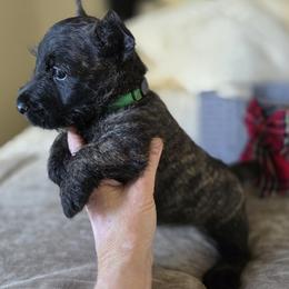 Red Brindle Male - Red brindle male Scottish Terrier puppy in Eva, Alabama from Schulte's  Scottish Terriers