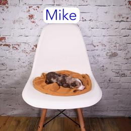 Mike - Chocolate merle male Bernedoodle puppy in Calhoun, Georgia from Happy Top Doodles