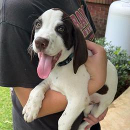 Hunter - White and liver male German Shorthaired Pointer puppy in Slocomb, Alabama from Rachel's German Shorthaired Pointer