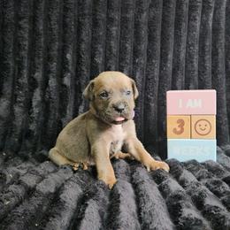 Purple collar - Gray brindle female Cane Corso puppy in Fritch, Texas from Carrie Brown's Cane Corsos