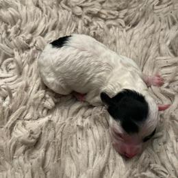 Akc Boy- tiny toy poodle - Parti male Poodle puppy in Fort Worth, Texas from Ashley Ross Toy Poodles (AKC)