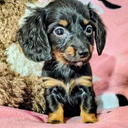 Daisy - Black and tan female Dachshund puppy in Bandera, Texas from Pup Cakes