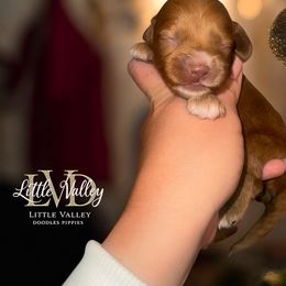 Finn - Buff and white male Cockapoo puppy in 77304, Texas from Little Valley Puppies