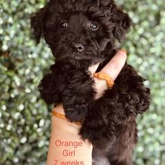 Pumi Puppies from Pimasz Kutya Kennel