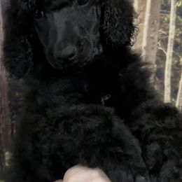 Girl 4 - Black Poodle puppy in Barry, Texas from Hightopp Standard Poodles