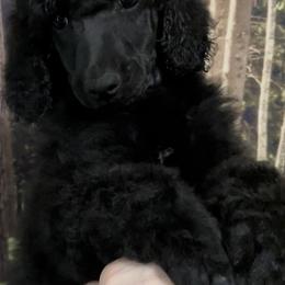 Girl 4 - Black Poodle puppy in Barry, Texas from Hightopp Standard Poodles
