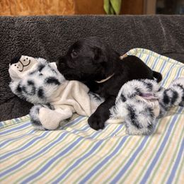 White collar girl - Black female Scottish Terrier puppy in Hastings, Nebraska from D & J SCOTTIES AND CAIRNS & Miniature Long haired Dachshunds