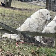 Frankie - Maremma Sheepdog