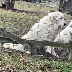 Frankie - Maremma Sheepdog
