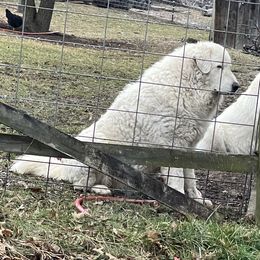 Frankie - Maremma Sheepdog