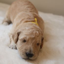 "yellow girl 💛" Goldendoodle Puppies from Kelly Doodles