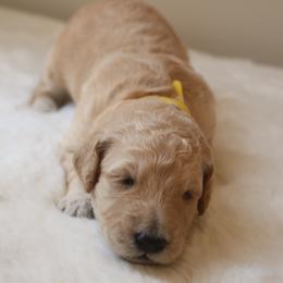 "yellow girl 💛" Goldendoodle Puppies from Kelly Doodles