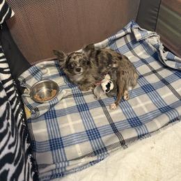 ChaCha - Chihuahua