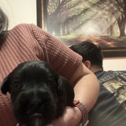 Miniature Schnauzer Puppies from S & S Miniature Schnauzer