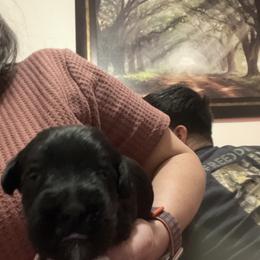 Miniature Schnauzer Puppies from S & S Miniature Schnauzer