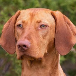 Vizslas from Encore Vizsla