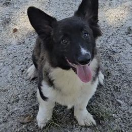 Chrissy (Three's Company) - Brindle and white female American Corgi puppy in Lithia, Florida from Diamondcrest Inc