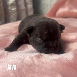 Java - Black and white male French Bulldog puppy in Galt, California from The three little frenchies