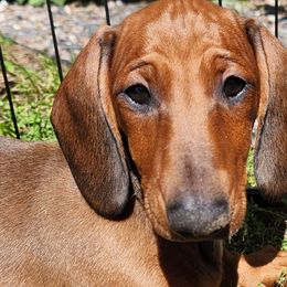 Dachshunds from Rosewood Kennels