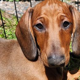 Dachshunds from Rosewood Kennels