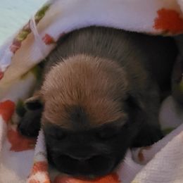 French Bulldog Puppies from 4 Leaf Frenchies