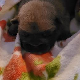 French Bulldog Puppies from 4 Leaf Frenchies