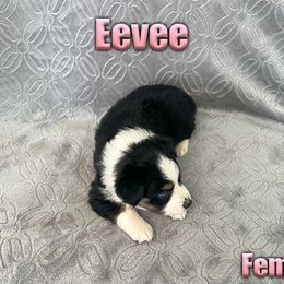 Miniature American Shepherd and Miniature Australian Shepherd Puppies from Regal Miniature American Shepherds | Regal Miniature Australian Shepherds