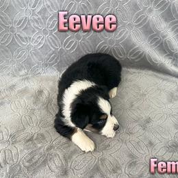 Miniature American Shepherd and Miniature Australian Shepherd Puppies from Regal Miniature American Shepherds | Regal Miniature Australian Shepherds