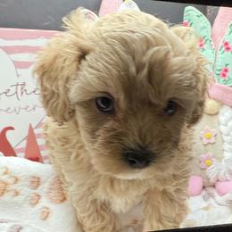 Tasha - Apricot female Maltipoo puppy in Colonial Beach, Virginia from BeachRidge Pups