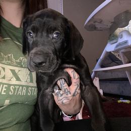 Great Dane Puppies from Ashli’s Great Danes