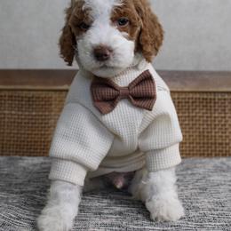 Groopert - Parti male Goldendoodle puppy in Warsaw, Ohio from Lovabledoodles