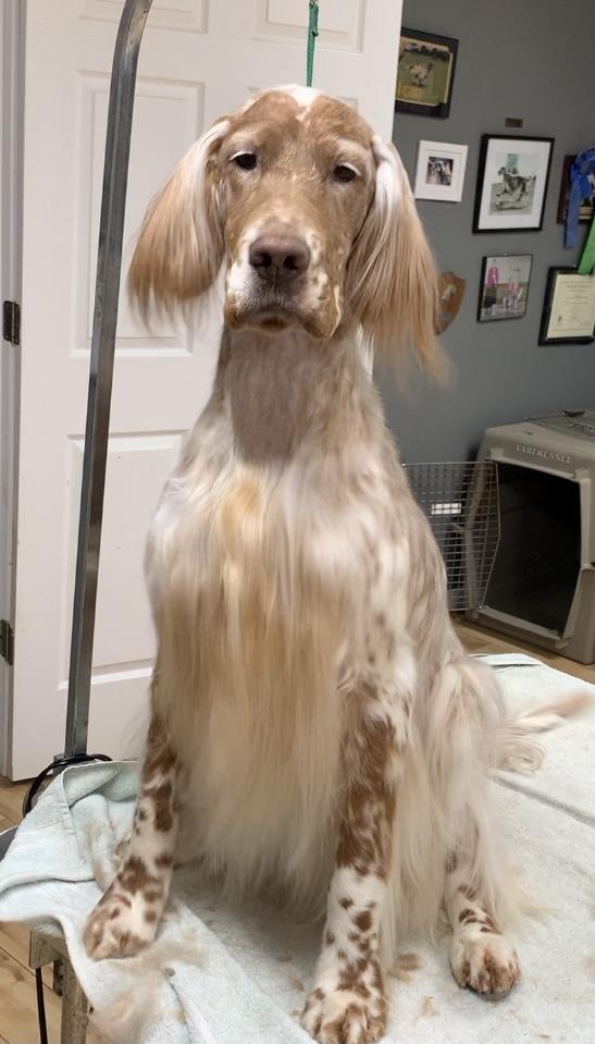 Willowcreek English Setters in Indiana English Setter puppies Good Dog