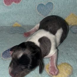 Indie - Piebald female Dachshund puppy in Orlando, Florida from Dachshund Dad