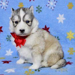 Feather(S1) - Gray and white female Siberian Husky puppy in Lunenburg, Vermont from SNOW WOOLY HUSKY
