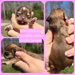 Sable f - Black sabled fawn female Chihuahua puppy in Vineland, New Jersey from Royal Companion's