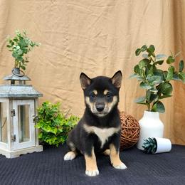Zoey - Black and tan female Shiba Inu puppy in Illinois from Precious-Puppies